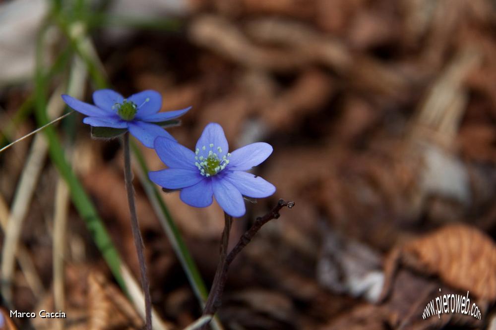 14_hepatica nobilis (erba trinità).jpg